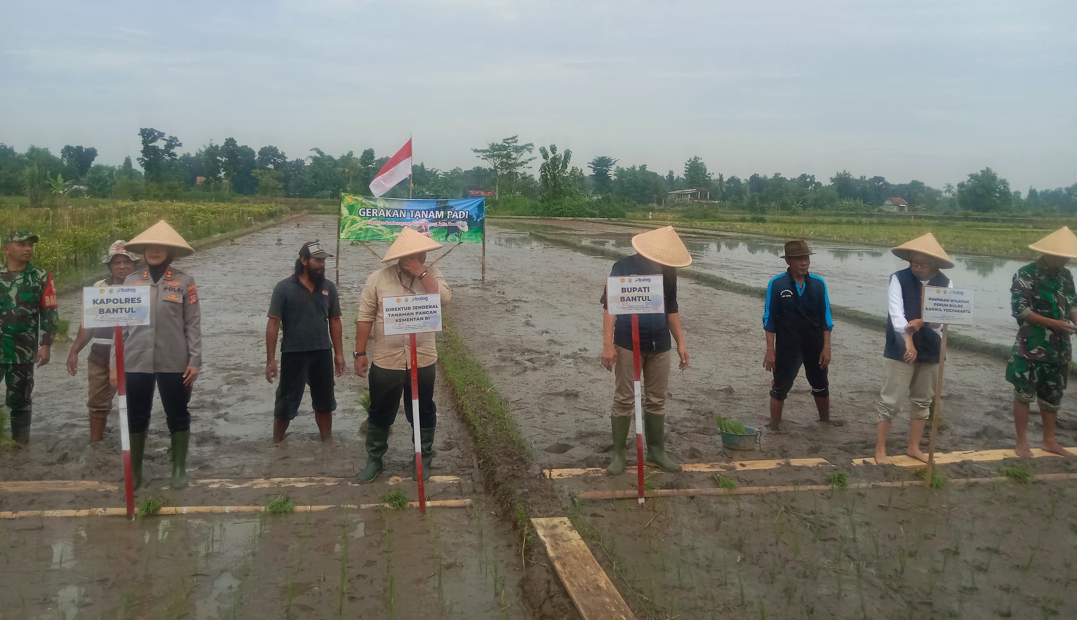 Gerakan tanam padi yang di pimpin oleh bupati bantul.